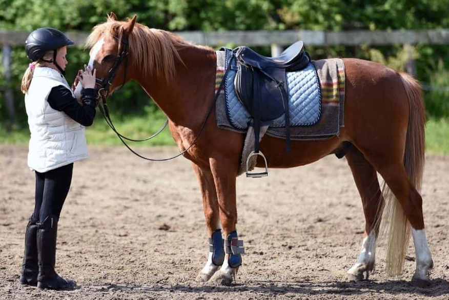 Tips To Help You Clean Your Horse Saddle Pad Properly
